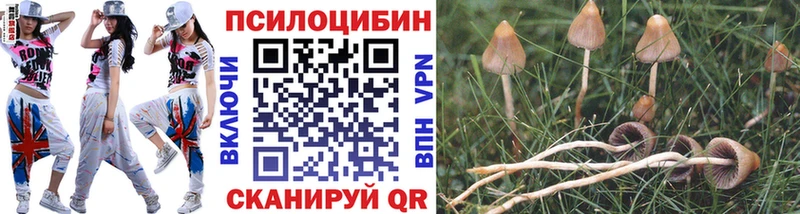 закладка  Кохма  Галлюциногенные грибы Psilocybine cubensis 